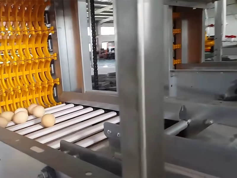 Automatic Egg Collection System