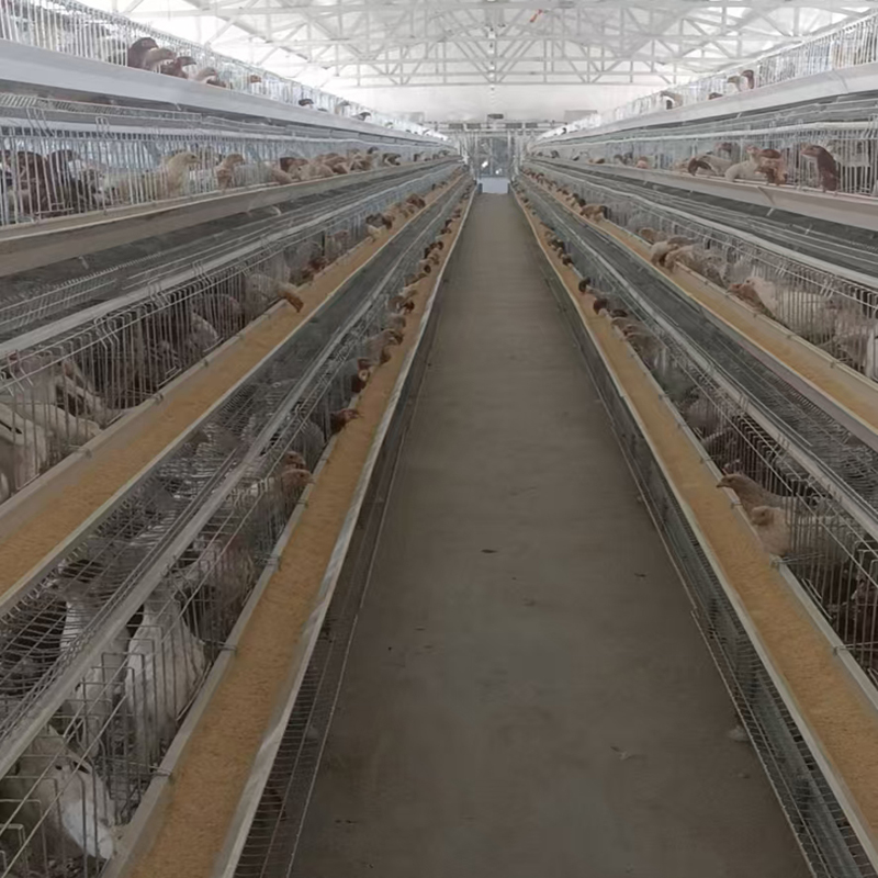 A Type Layer Chicken Cage