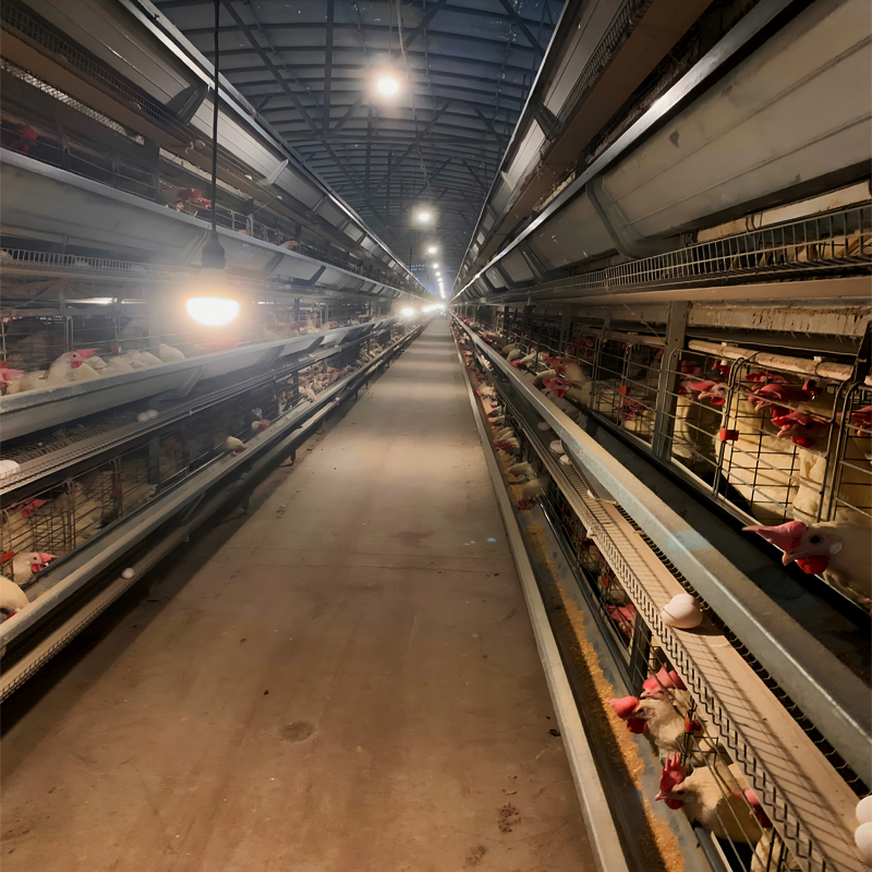 H Type Layer Chicken Cage