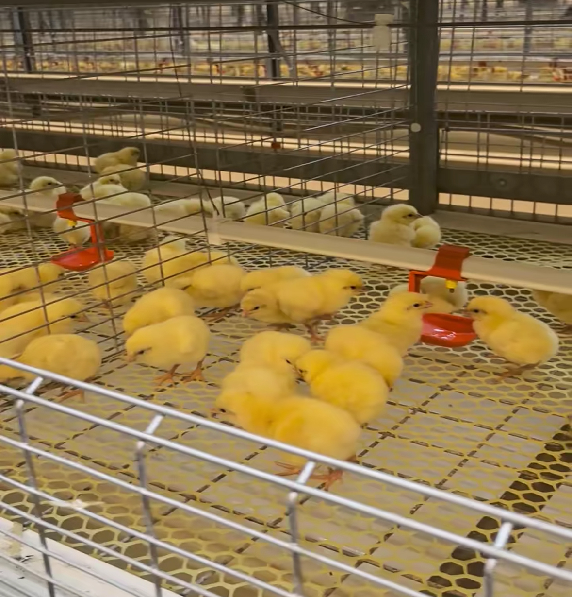 H Type Pullet Chick Cage