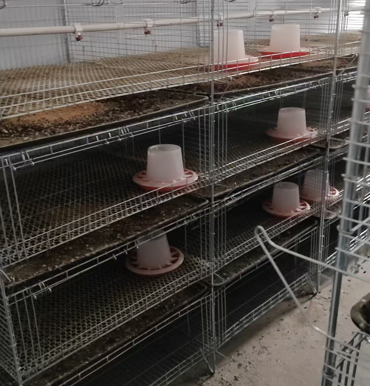 H Type Pullet Chick Cage