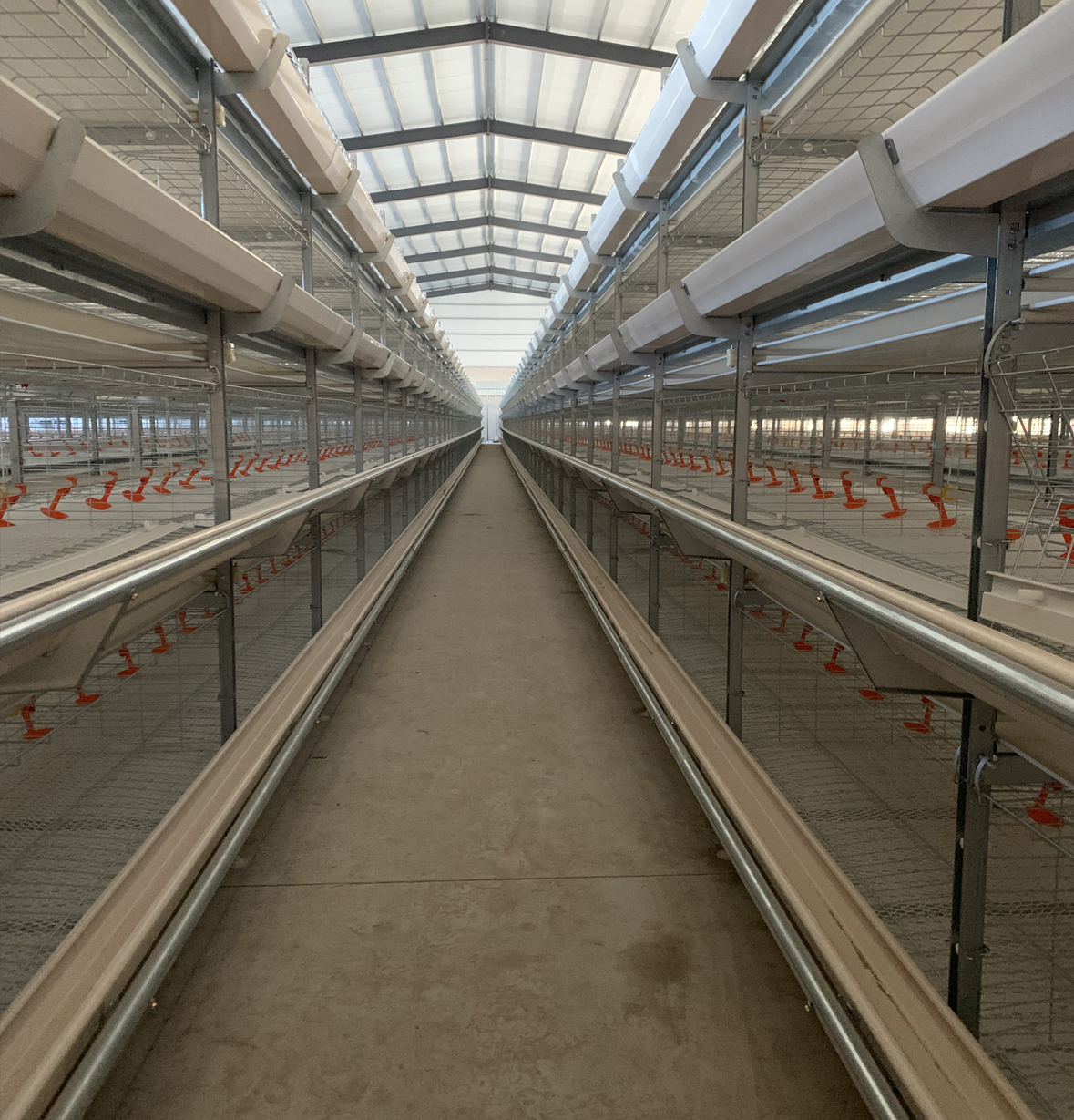 H Type Pullet Chick Cage