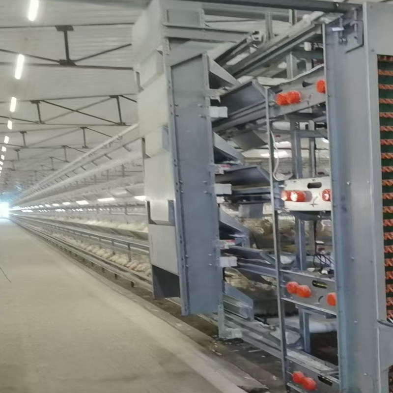 Automatic Poultry Feeder