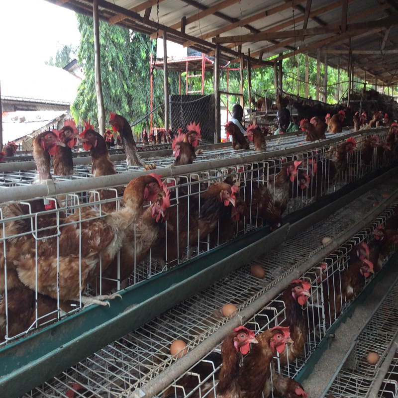 PVC Poultry Cage Feeding Trough